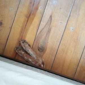 Meet your Posher, Amelia